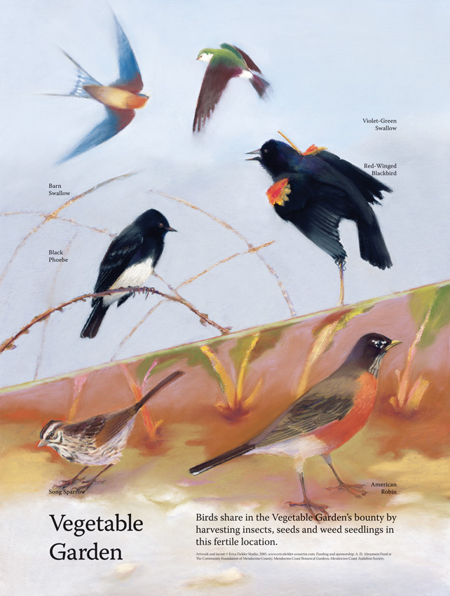 Hikers will see the pastel bird illustrations on this trailside display in the Mendocino Coast Botanical Gardens: black phoebe, barn swallow, violet-green swallow, red-winged blackbird, song sparrow, and the American Robin.