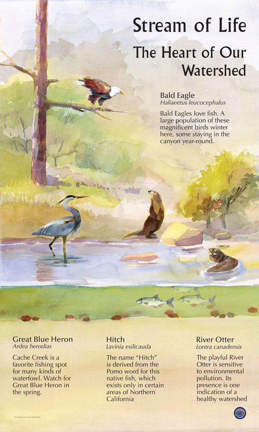 The educational panel in Cache Creek Regional Park shows a watercolor of a bald eagle, two river otters, a great blue heron, and a rare fish, the California hitch. The display also explains how each animal fits into the habitat.