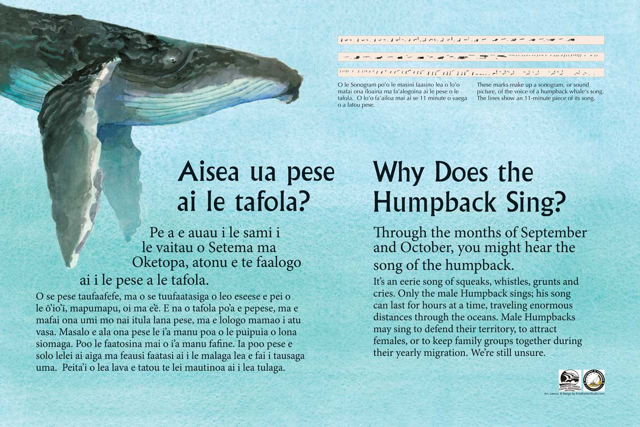 This educational message shows a watercolor painting of a humpback whale accompanied by three sonograms showing the “look” of the whale song. We don’t know why it signs but perhaps it is to defend territory, attract female turtles, or to keep family groups together over long distances.